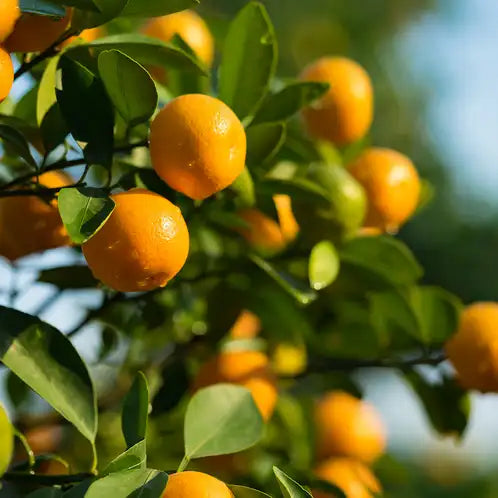 Citrus Sunshine Soy Candle