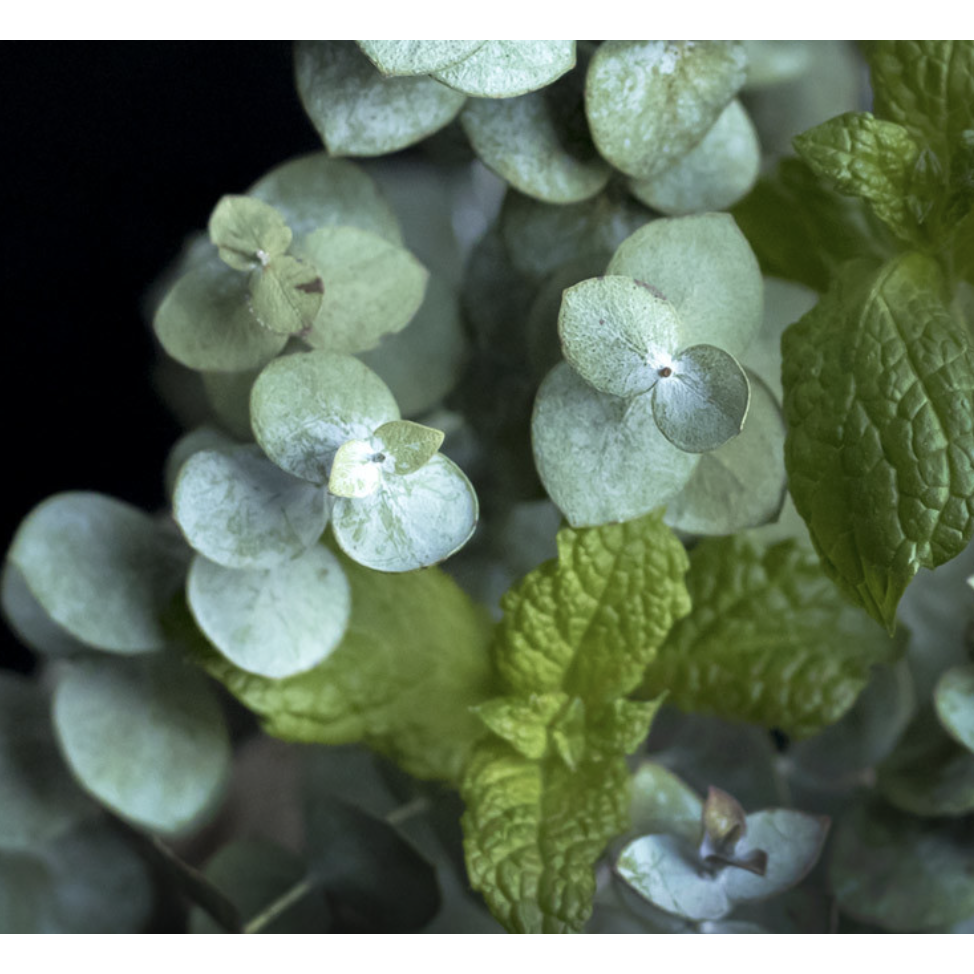 Peppermint Eucalyptus Soy Candle